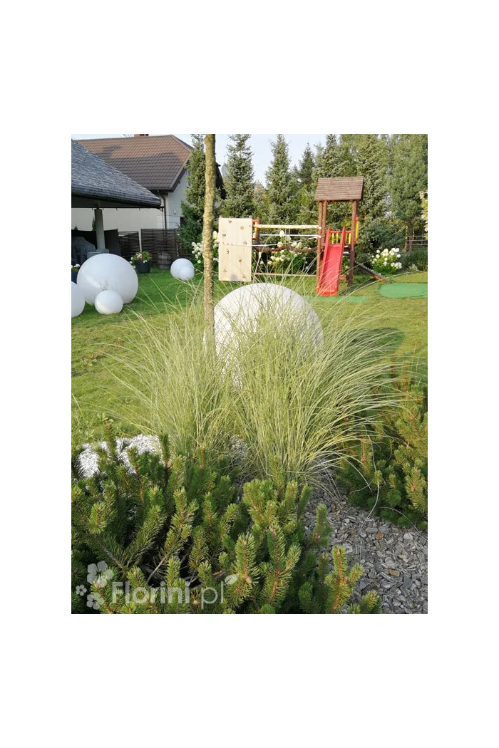 Miskant chiński 'Morning Light' | Miscanthus sinensis