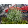 Miskant chiński 'Punktchen' | Miscanthus sinensis