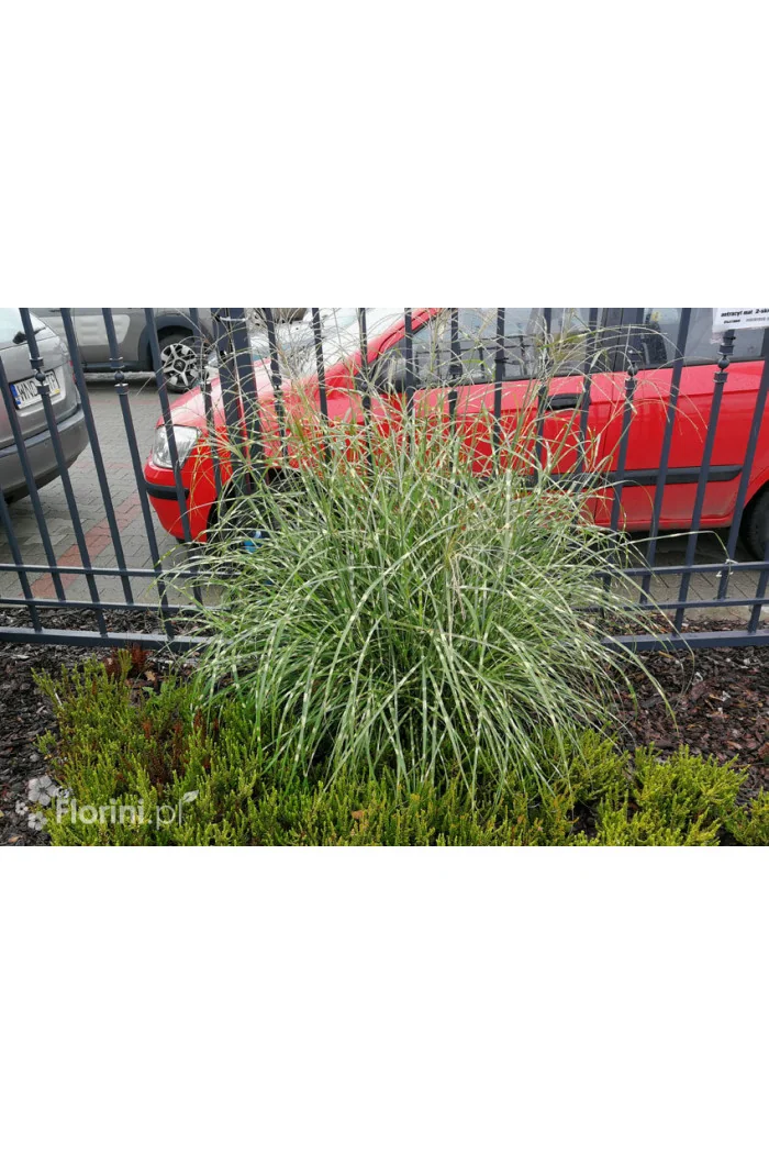 Miskant chiński 'Punktchen' | Miscanthus sinensis