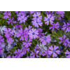 Floks szydlasty 'Purple Beauty' | Phlox subulata