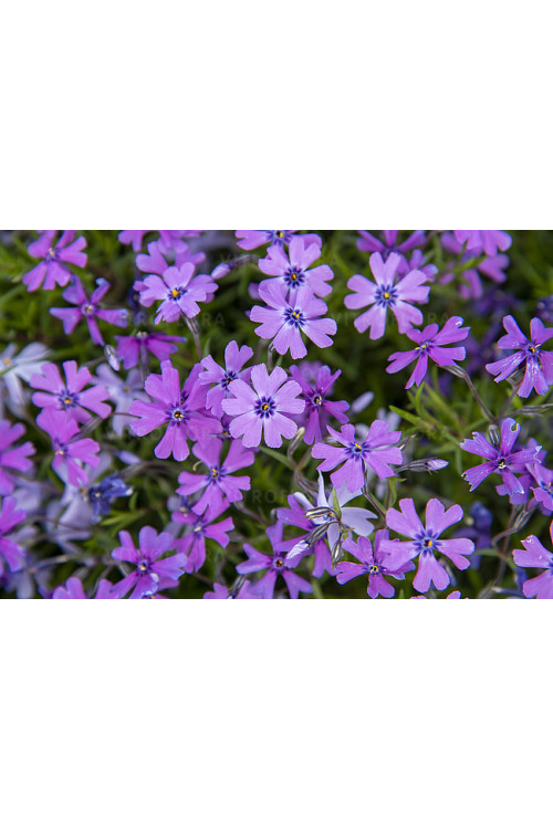 Floks szydlasty 'Purple Beauty' | Phlox subulata