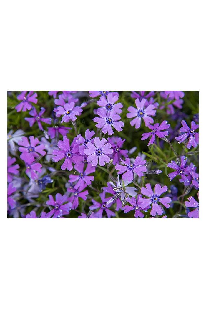 Floks szydlasty 'Purple Beauty' | Phlox subulata