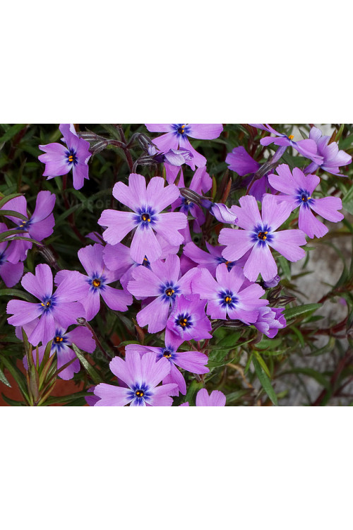 Floks szydlasty 'Purple Beauty' | Phlox subulata