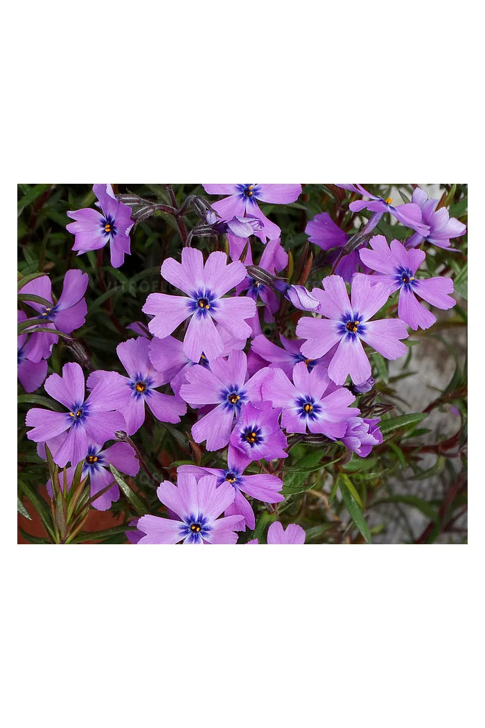 Floks szydlasty 'Purple Beauty' | Phlox subulata