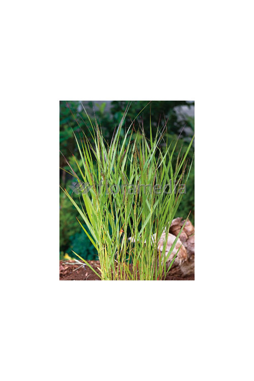 Proso rózgowate 'Warrior' | Panicum virgatum