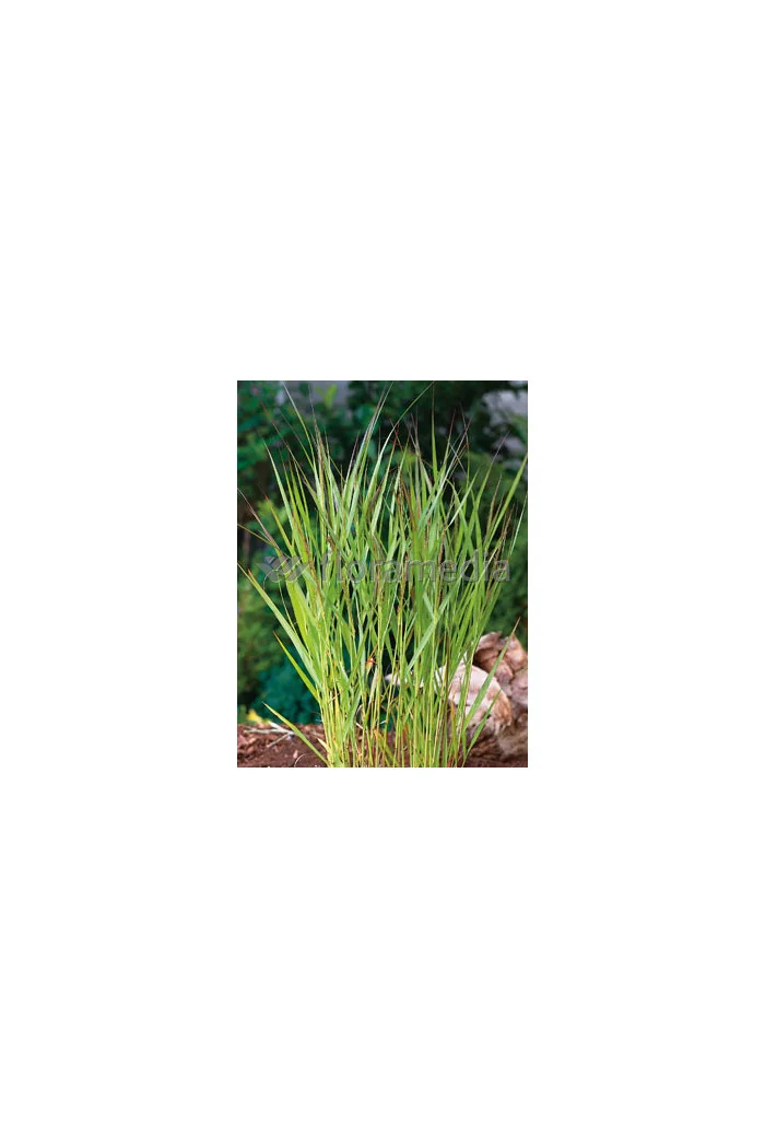 Proso rózgowate 'Warrior' | Panicum virgatum