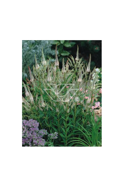 Przetacznik wirginijski 'Alba' Veronica virginica