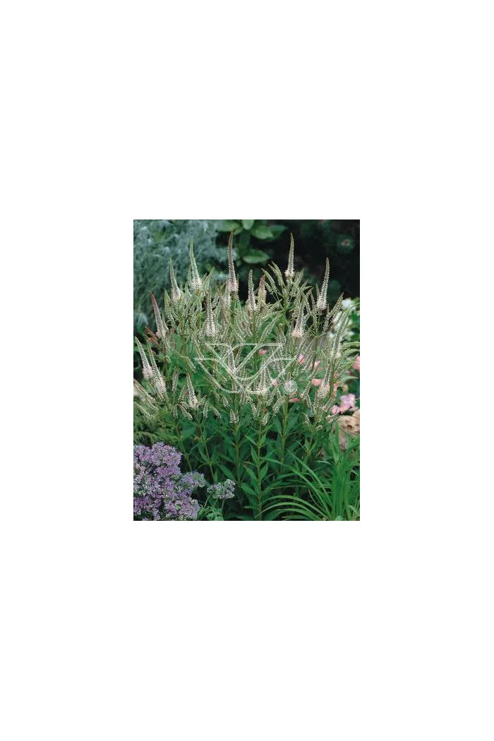 Przetacznik wirginijski 'Alba' Veronica virginica