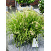 Rozplenica japońska 'Hameln Gold' | Pennisetum alopecuroides