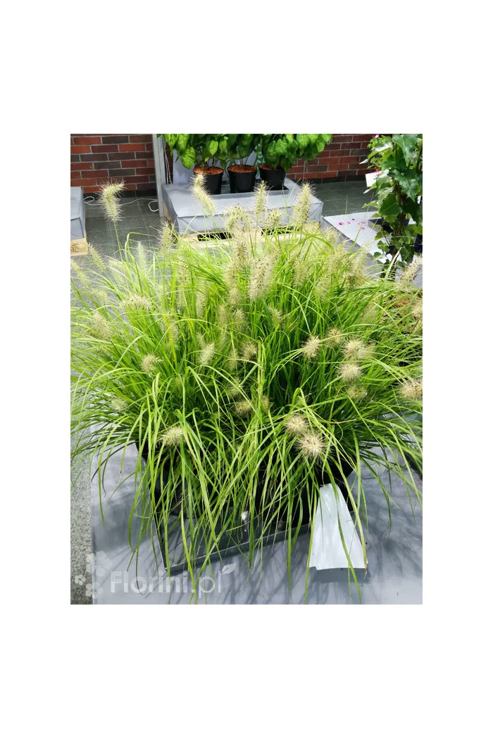 Rozplenica japońska 'Hameln Gold' | Pennisetum alopecuroides