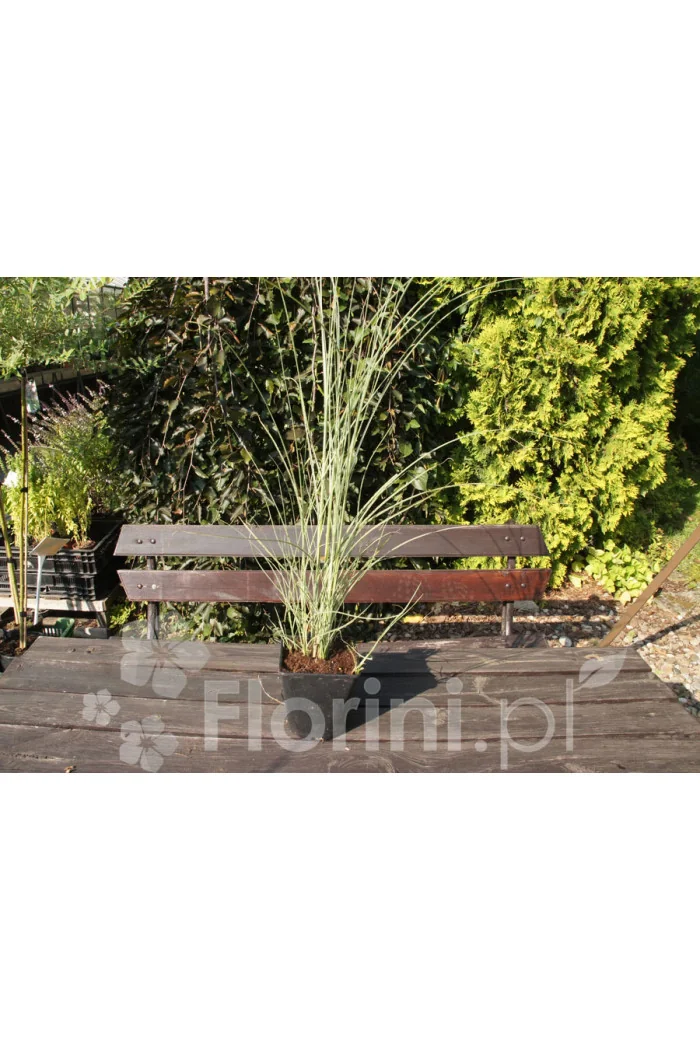 Proso rózgowate 'Rotstrahlbusch' | Panicum virgatum