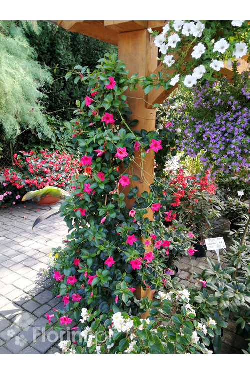 Sundaville 'Pink' | Sundaville