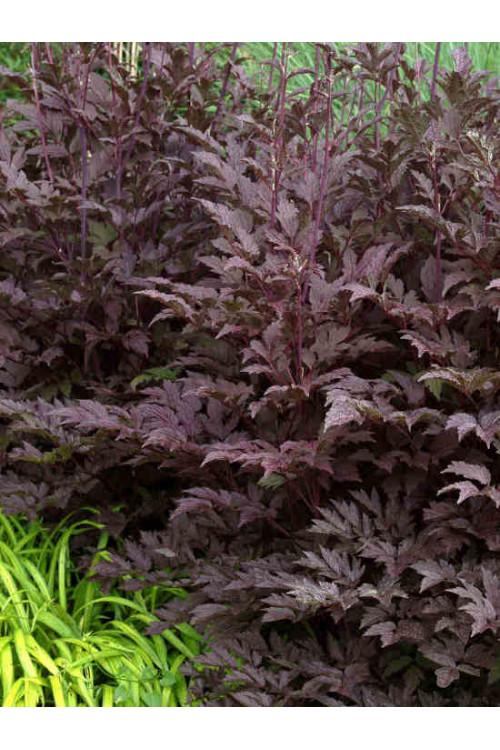 Czerniec (Świecznica) 'Black Negligee' | Actaea