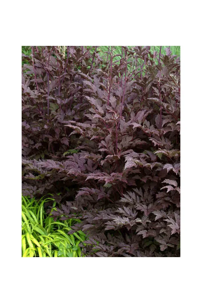 Czerniec (Świecznica) 'Black Negligee' | Actaea