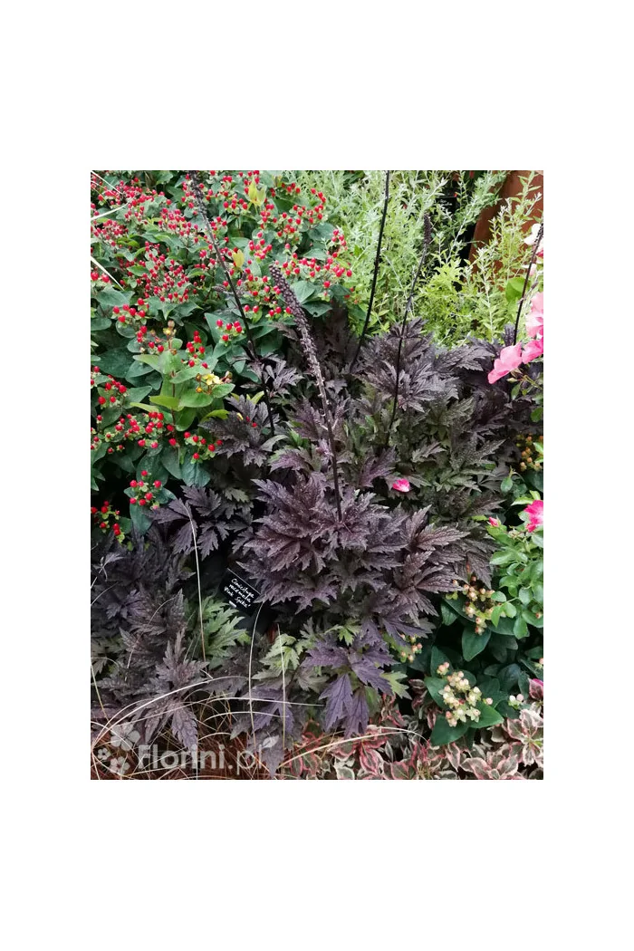 Czerniec (Świecznica) 'Black Negligee' | Actaea