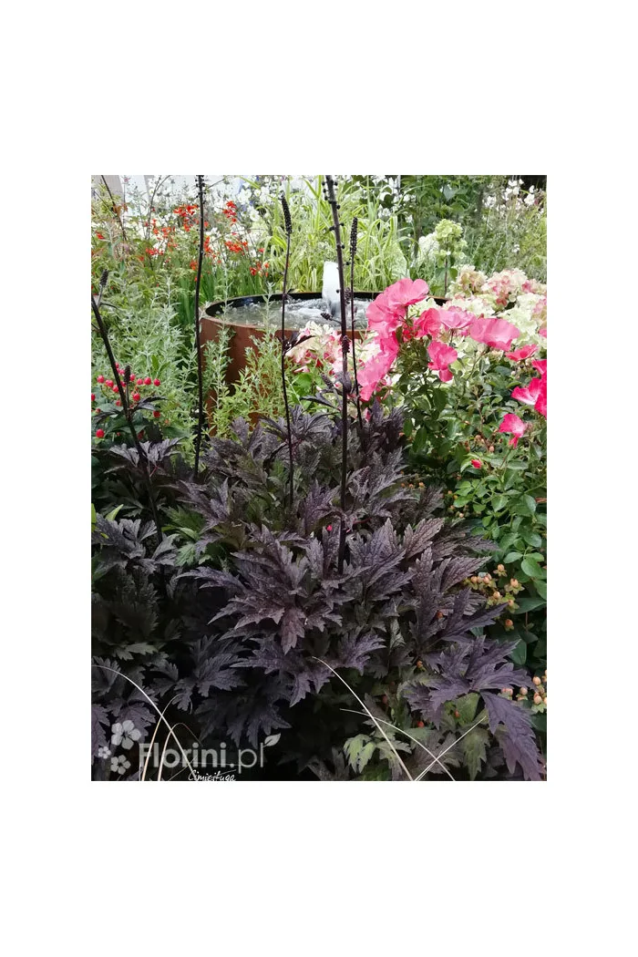 Czerniec (Świecznica) 'Black Negligee' | Actaea