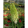 Trytoma 'Ice Queen' Kniphofia