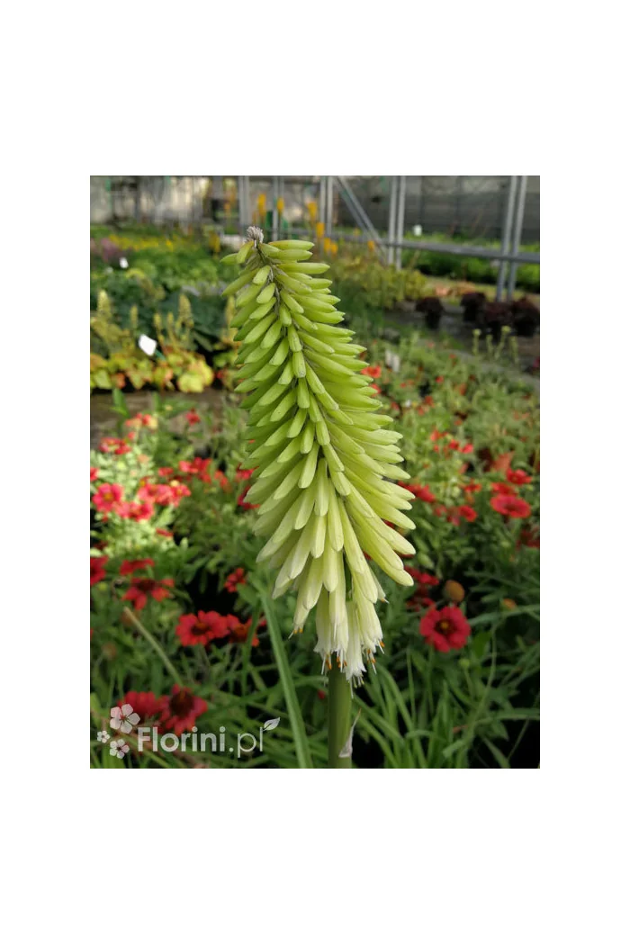 Trytoma 'Ice Queen' Kniphofia