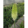 Trytoma 'Ice Queen' Kniphofia