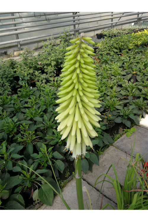 Trytoma 'Ice Queen' Kniphofia