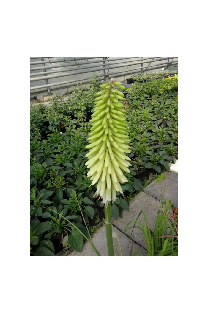 Trytoma 'Ice Queen' Kniphofia