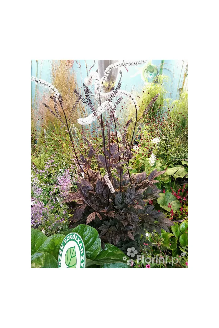 świecznica, świecznica Brunette, świecznica o ciemnych liściach, cimicifuga, pluskwica groniasta, actaea, pachnące kwiaty