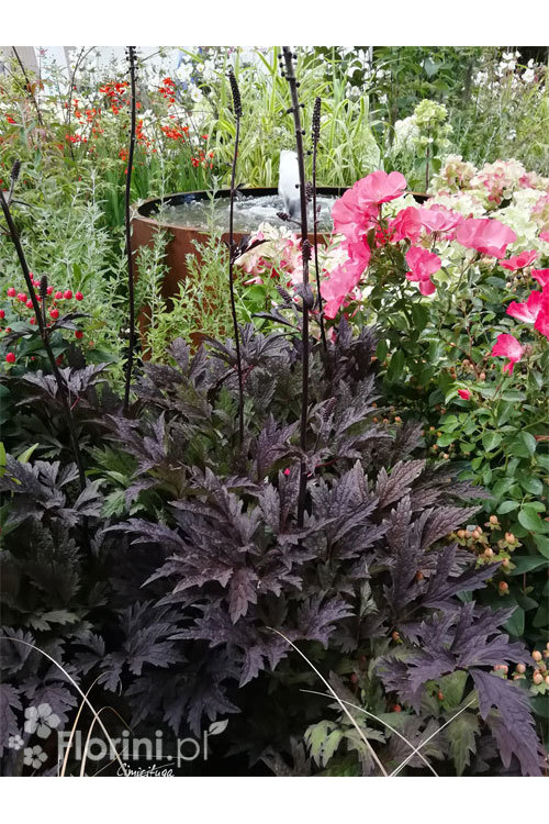 świecznica, świecznica Brunette, świecznica o ciemnych liściach, cimicifuga, pluskwica groniasta, actaea, pachnące kwiaty