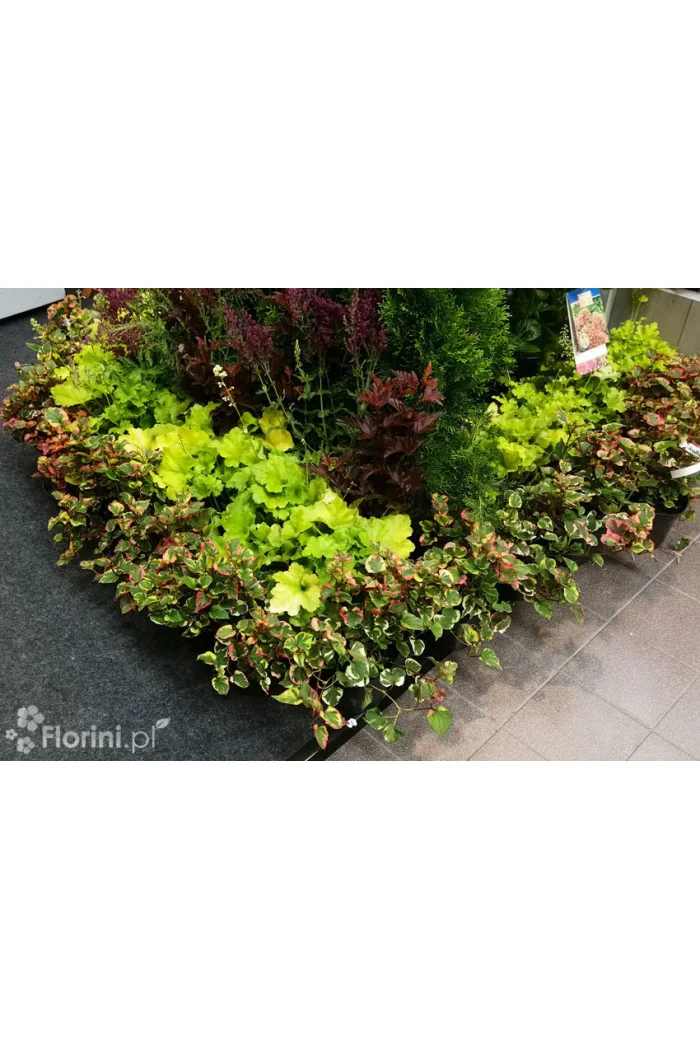 Tułacz pstry 'Chameleon' | Houttuynia cordata