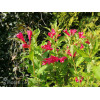 Krzewuszka cudowna 'Red Prince' | Weigela florida