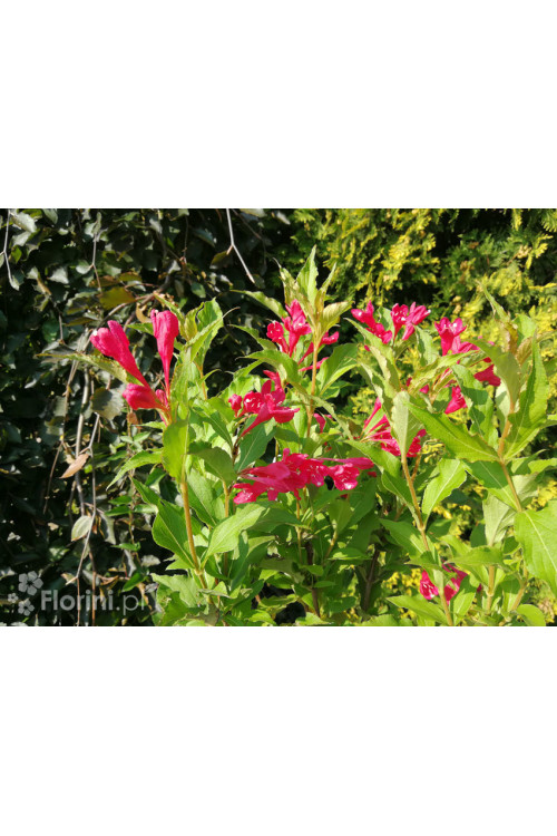Krzewuszka cudowna 'Red Prince' | Weigela florida