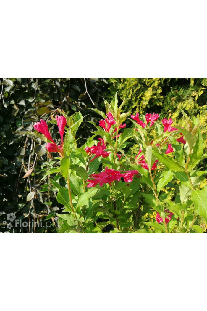 Krzewuszka cudowna 'Red Prince' | Weigela florida