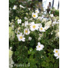 Zawilec japoński 'Whirlwind' | Anemone japonica