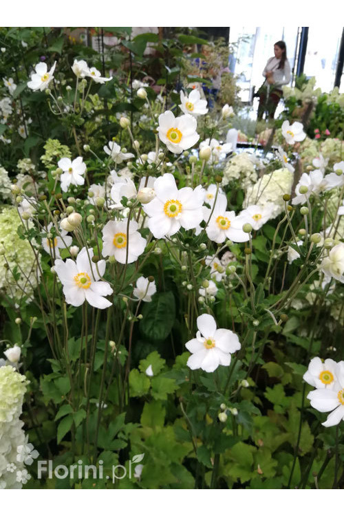 Zawilec japoński 'Whirlwind' | Anemone japonica