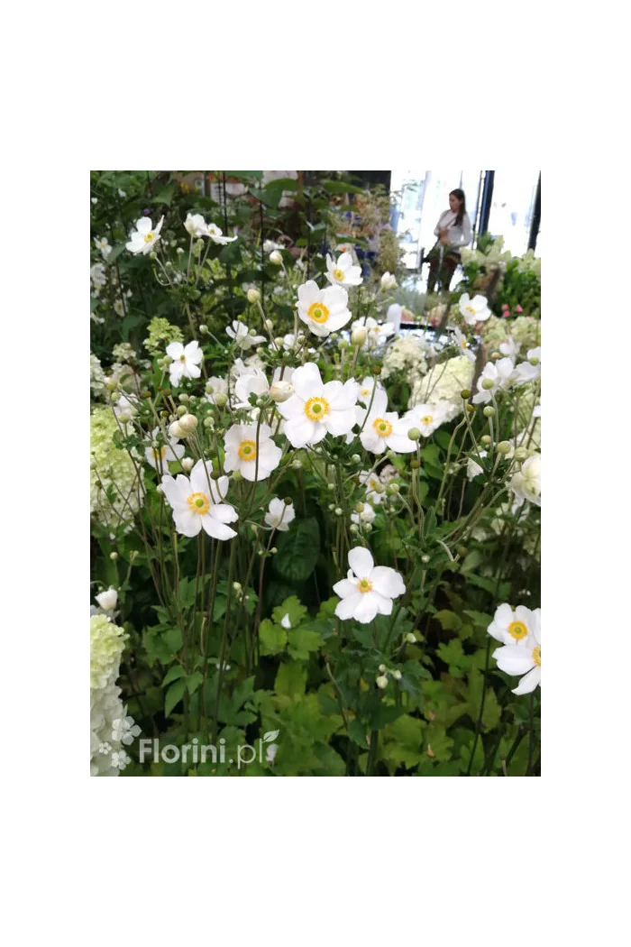 Zawilec japoński 'Whirlwind' | Anemone japonica