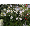 Zawilec japoński 'Whirlwind' | Anemone japonica