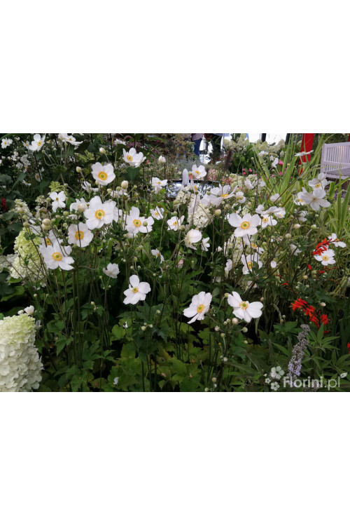 Zawilec japoński 'Whirlwind' | Anemone japonica