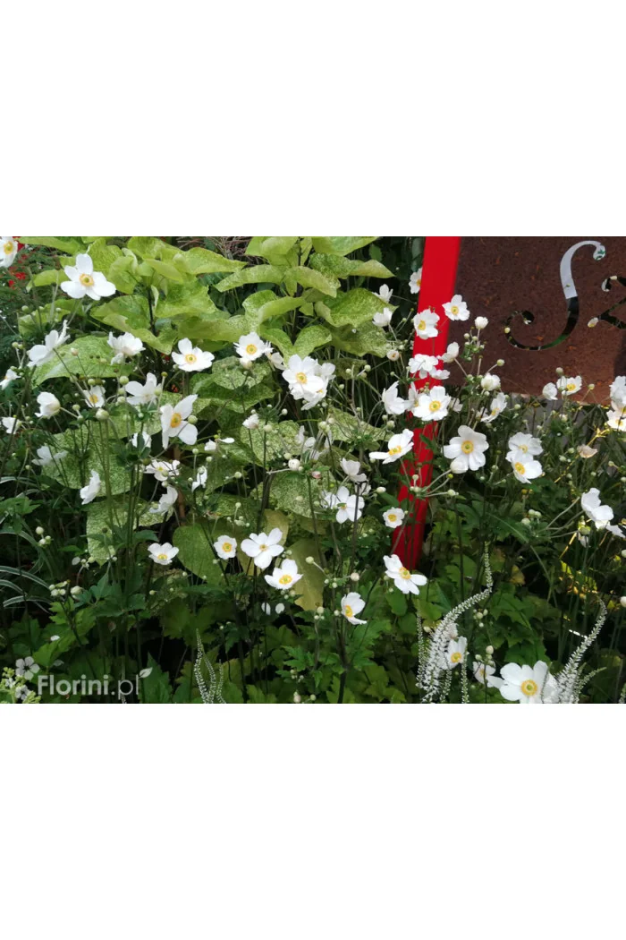 Zawilec japoński 'Whirlwind' | Anemone japonica