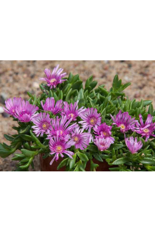 Słonecznica 'Sundella Lavender' | Delosperma
