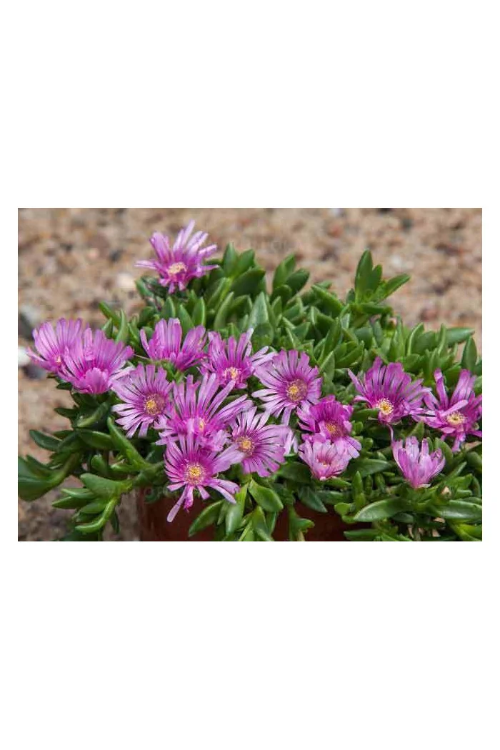 Słonecznica 'Sundella Lavender' | Delosperma