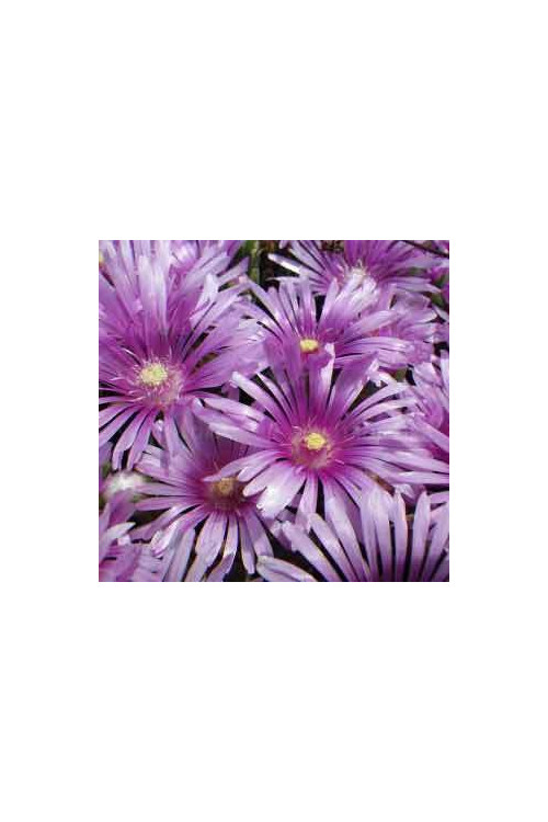 Słonecznica 'Sundella Lavender' | Delosperma