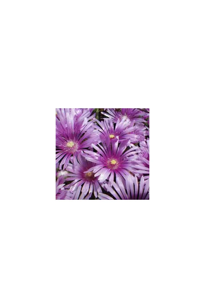 Słonecznica 'Sundella Lavender' | Delosperma