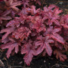 Żuraweczka 'Red Rover | Heucherella