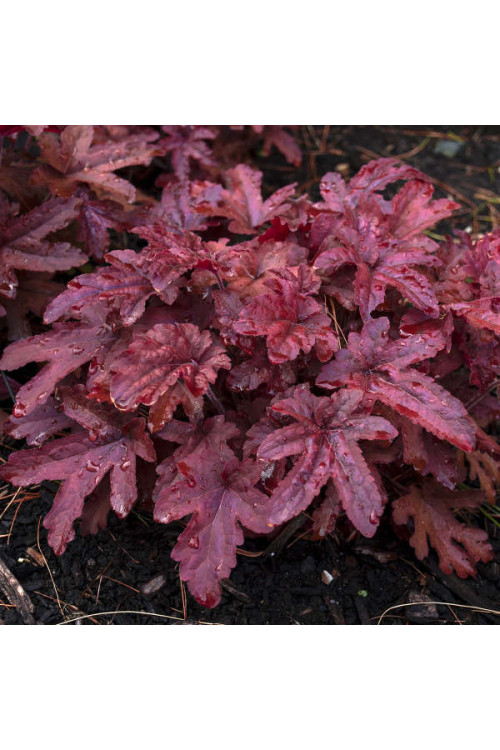 Żuraweczka 'Red Rover | Heucherella