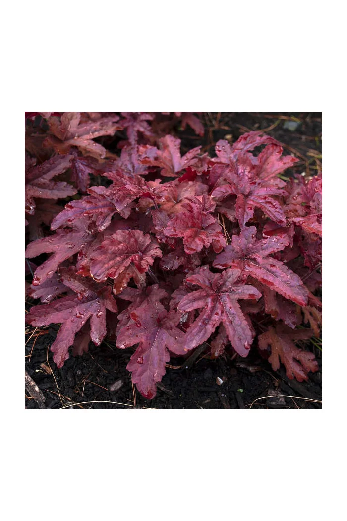 Żuraweczka 'Red Rover | Heucherella