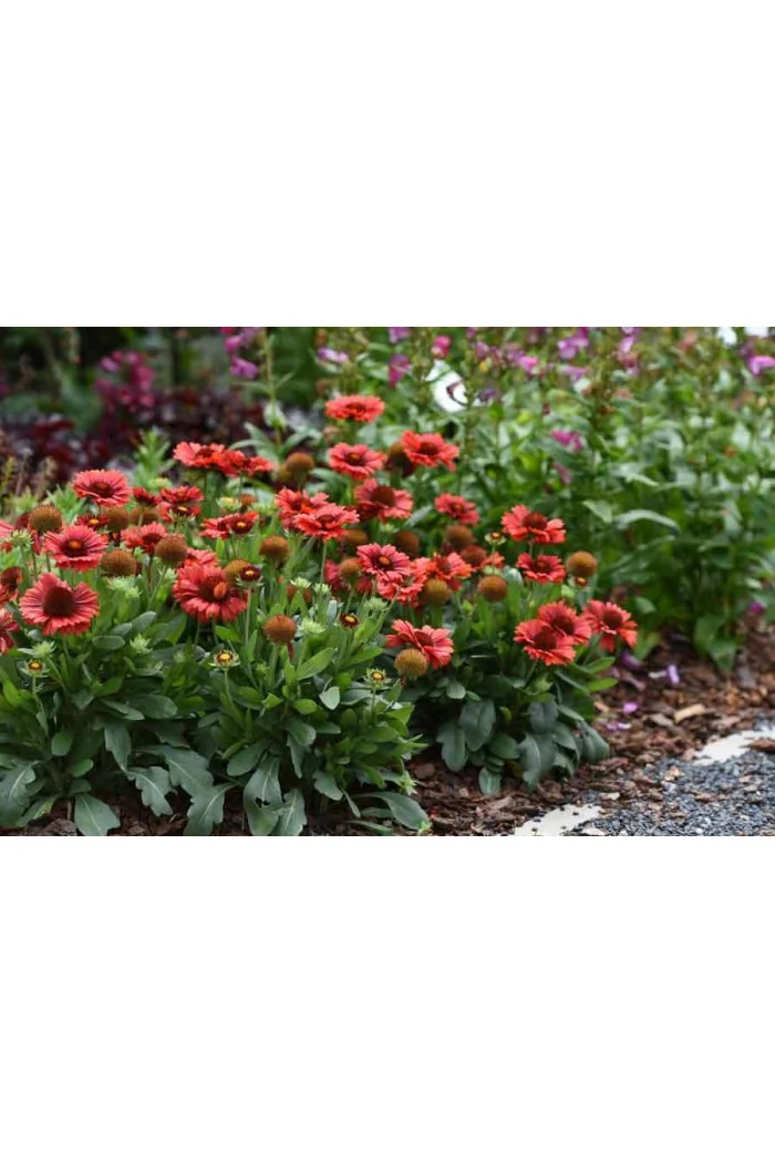 Gailardia 'SpinTop Red' | Gaillardia