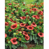 Gailardia 'SpinTop Red' | Gaillardia