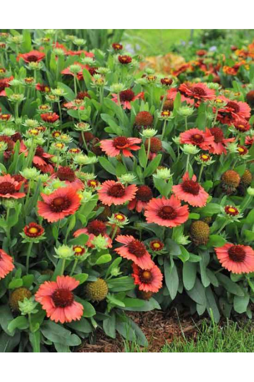 Gailardia 'SpinTop Red' | Gaillardia