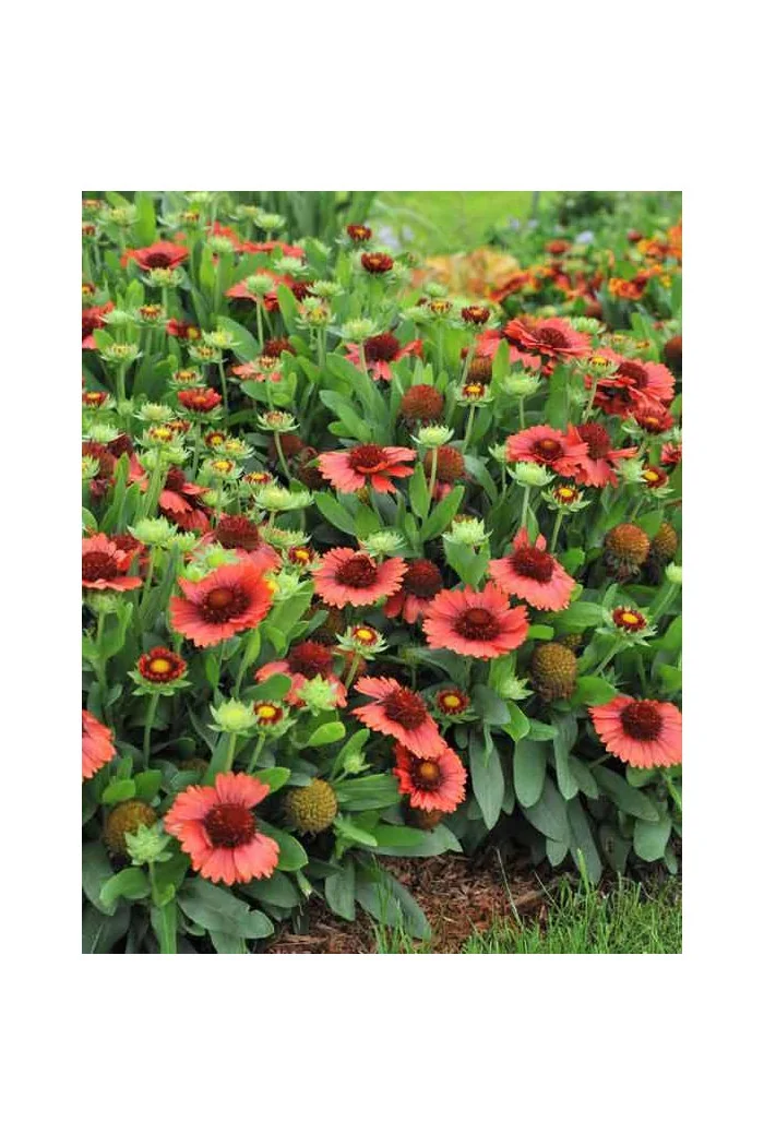 Gailardia 'SpinTop Red' | Gaillardia