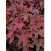 Żuraweczka 'Red Rover | Heucherella