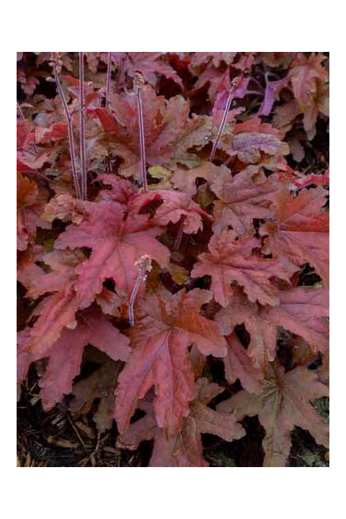 Żuraweczka 'Red Rover | Heucherella